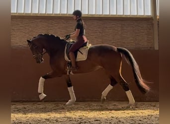 Hannoveraner, Stute, 8 Jahre, 179 cm, Brauner
