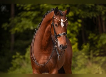 Hannoveraner, Stute, 8 Jahre, 179 cm, Brauner
