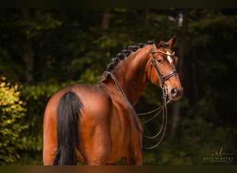 Hannoveraner, Stute, 8 Jahre, 179 cm, Brauner