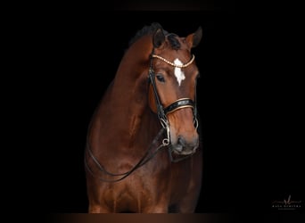 Hannoveraner, Stute, 8 Jahre, 179 cm, Brauner