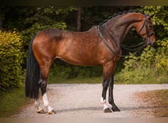 Hannoveraner, Stute, 8 Jahre, 179 cm, Brauner