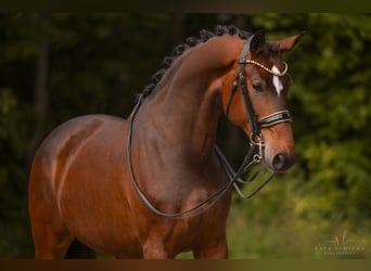 Hannoveraner, Stute, 8 Jahre, 179 cm, Brauner