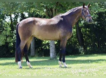 Hannoveraner, Stute, 8 Jahre, 186 cm, Brauner