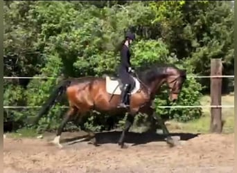 Hannoveraner, Stute, 8 Jahre, Brauner