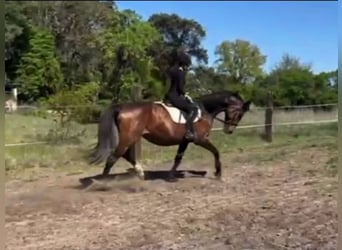 Hannoveraner, Stute, 8 Jahre, Brauner
