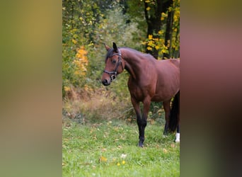 Hannoveraner, Stute, 8 Jahre, Brauner