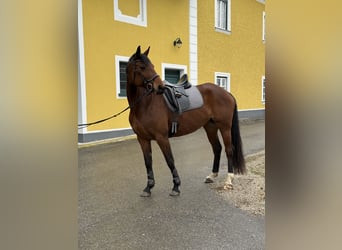 Hannoveraner, Stute, 8 Jahre, Brauner