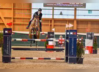 Hannoveraner, Stute, 8 Jahre, Brauner