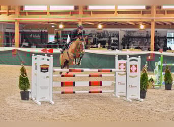 Hannoveraner, Stute, 8 Jahre, Brauner