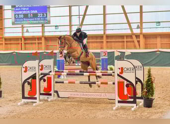 Hannoveraner, Stute, 8 Jahre, Brauner