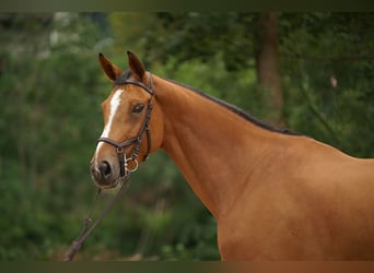 Hannoveraner, Stute, 8 Jahre, Brauner