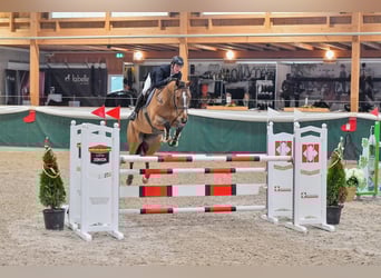 Hannoveraner, Stute, 8 Jahre, Brauner