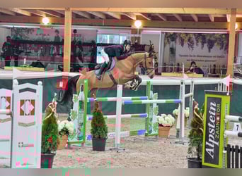 Hannoveraner, Stute, 8 Jahre, Brauner