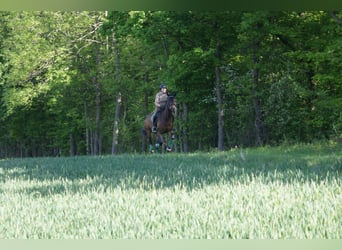 Hannoveraner, Stute, 8 Jahre