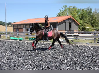 Hannoveraner, Stute, 8 Jahre