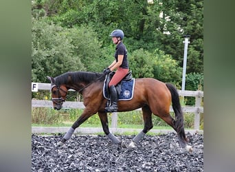 Hannoveraner, Stute, 8 Jahre