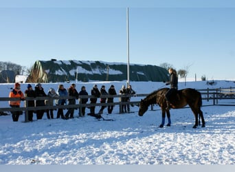 Hannoveraner, Stute, 8 Jahre