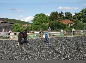 Hannoveraner, Stute, 8 Jahre