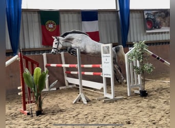 Hannoveraner, Stute, 9 Jahre, 160 cm, Schimmel