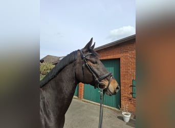 Hannoveraner, Stute, 9 Jahre, 161 cm, Dunkelbrauner
