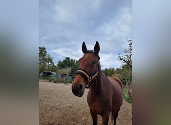 Hannoveraner, Stute, 9 Jahre, 162 cm, Brauner