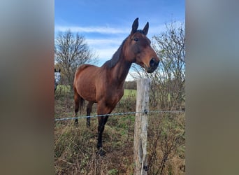 Hannoveraner, Stute, 9 Jahre, 162 cm, Brauner