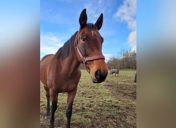 Hannoveraner, Stute, 9 Jahre, 162 cm, Brauner