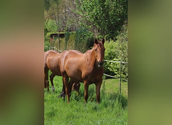 Hannoveraner, Stute, 9 Jahre, 162 cm, Fuchs