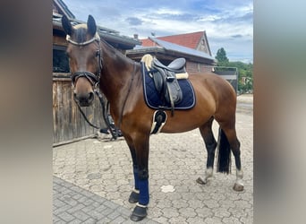 Hannoveraner, Stute, 9 Jahre, 163 cm, Brauner