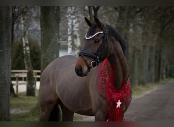 Hannoveraner, Stute, 9 Jahre, 163 cm, Brauner