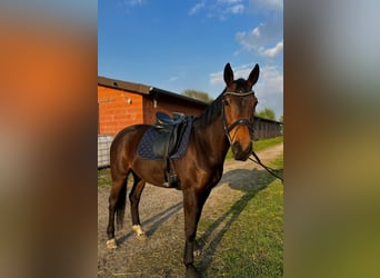 Hannoveraner, Stute, 9 Jahre, 163 cm, Brauner