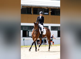 Hannoveraner Mix, Stute, 9 Jahre, 163 cm, Rotbrauner