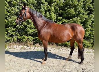 Hannoveraner, Stute, 9 Jahre, 164 cm, Brauner