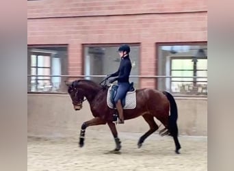 Hannoveraner, Stute, 9 Jahre, 164 cm, Brauner