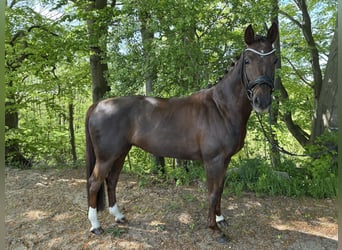 Hannoveraner, Stute, 9 Jahre, 164 cm
