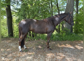 Hannoveraner, Stute, 9 Jahre, 164 cm