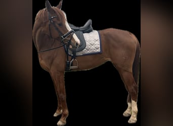 Hannoveraner, Stute, 9 Jahre, 164 cm, Dunkelfuchs