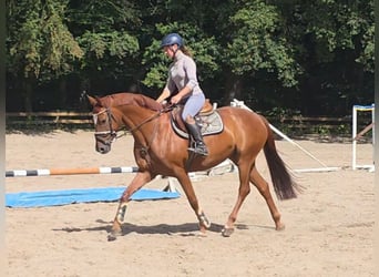 Hannoveraner, Stute, 9 Jahre, 164 cm, Fuchs