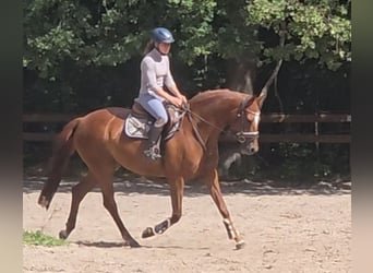 Hannoveraner, Stute, 9 Jahre, 164 cm, Fuchs