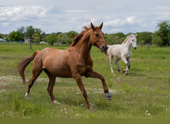 Hannoveraner, Stute, 9 Jahre, 164 cm, Fuchs