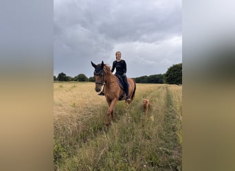 Hannoveraner, Stute, 9 Jahre, 164 cm, Fuchs