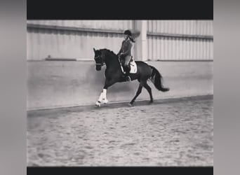 Hannoveraner, Stute, 9 Jahre, 165 cm, Brauner