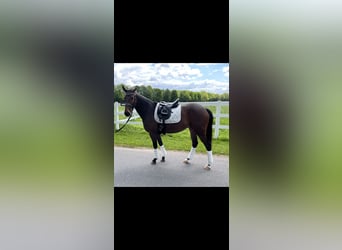 Hannoveraner, Stute, 9 Jahre, 165 cm, Brauner