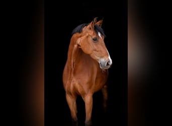 Hannoveraner, Stute, 9 Jahre, 165 cm, Brauner