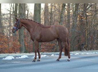 Hannoveraner, Stute, 9 Jahre, 165 cm