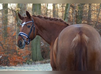 Hannoveraner, Stute, 9 Jahre, 165 cm