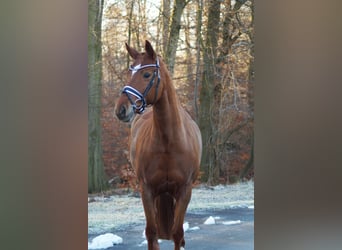 Hannoveraner, Stute, 9 Jahre, 165 cm