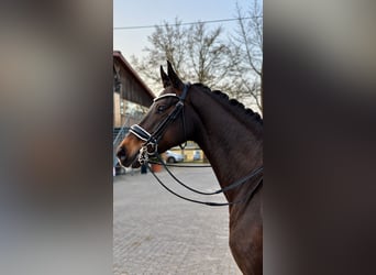 Hannoveraner, Stute, 9 Jahre, 165 cm, Dunkelbrauner
