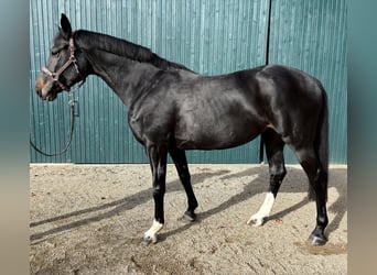 Hannoveraner, Stute, 9 Jahre, 165 cm, Dunkelbrauner
