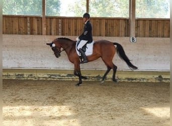 Hannoveraner, Stute, 9 Jahre, 165 cm, Dunkelbrauner